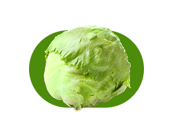 Lechuga